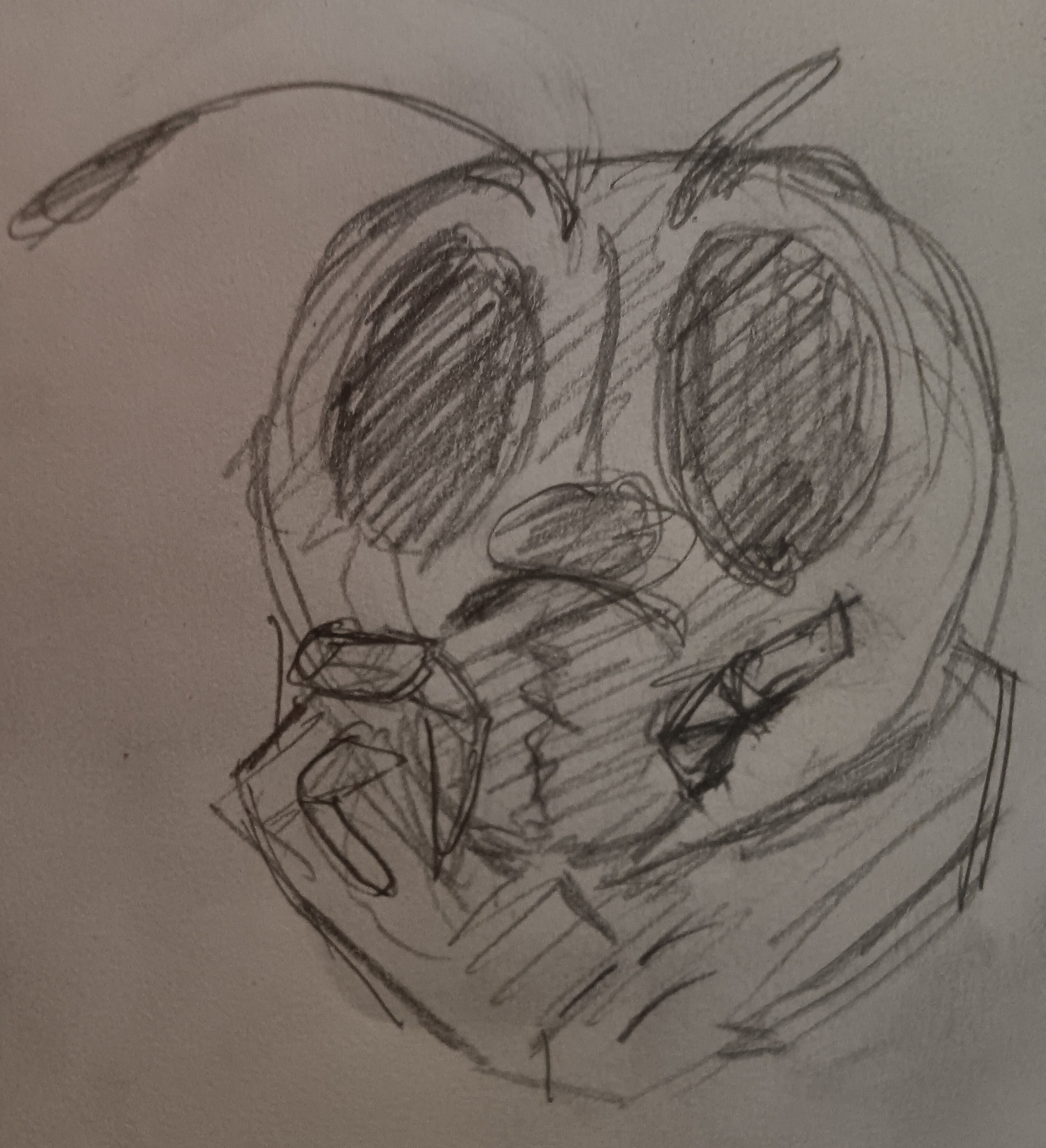 a pencil sketch of jara, a cricket furry. she has large black eyes, a cracked collarbone, a broken right antenna, a broken right mandible, and is missing her smaller right mandible. she looks blankly forwards at the camera.